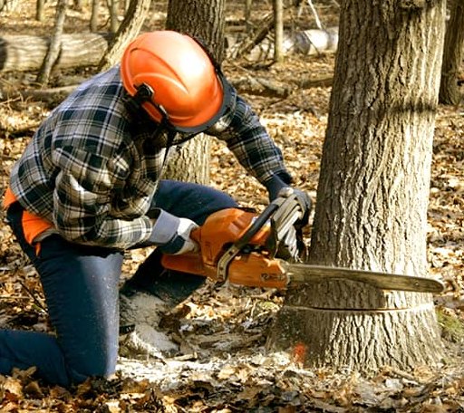 Tree Removal in Shiloh, GA